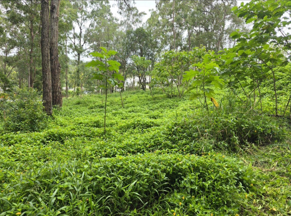 Dense overgrowth