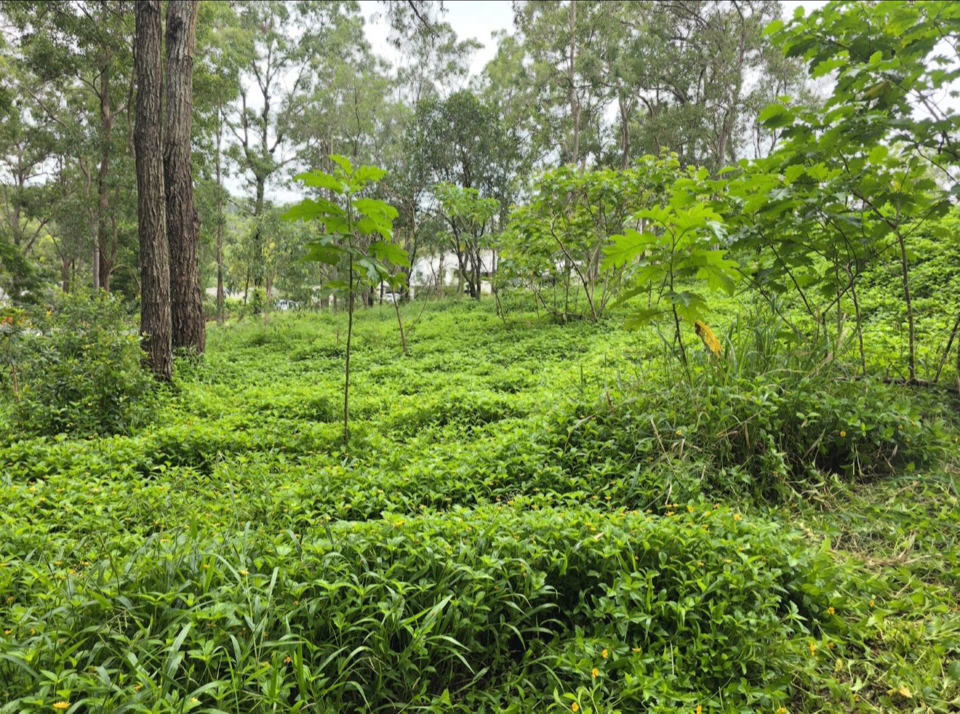 Overgrown Gold Coast property before lawn and grounds maintenance by Done & Dusted Works